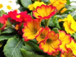 Red and yellow primroses in the garden
