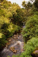 Cachoeira e Floresta Tropical no Paraná