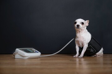 A small chihuahua dog sits on a wooden floor in a photo booth against a black background, trying to measure the pressure with a special device. 