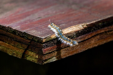 Forest Tent Caterpillar on wooden surface