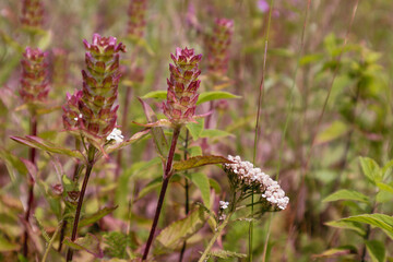 Heal-all and common yarrow