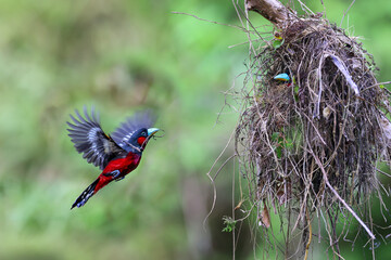 A silver-breasted broad-billed bird flew up to make a nest.