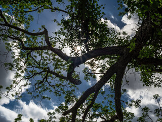 Sun rays thru tree limbs