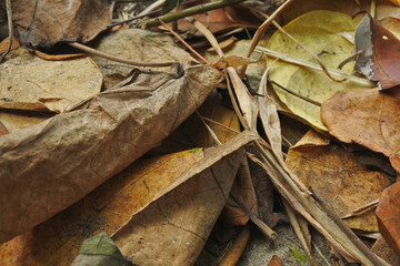 dried leaves on the ground
