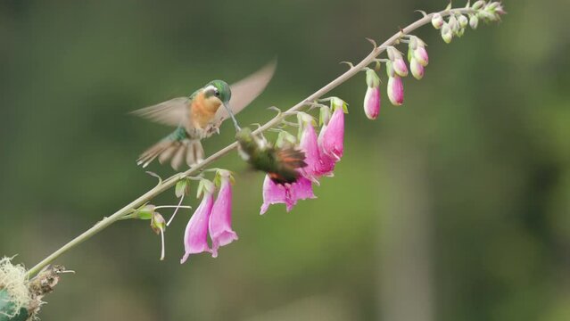 slow motion shot of two hummingbirds fighting while feeding on a foxglove flower at a garden in costa rica