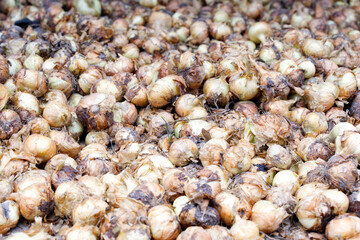 Onions, glorious harvested onions