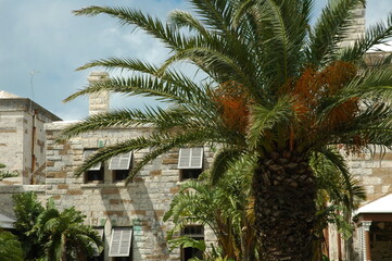 Fototapeta na wymiar palm tree and stone building