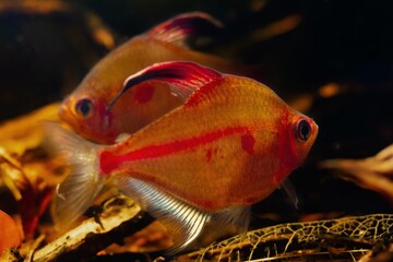 fight for territory of bleeding heart tetra males, show neon glowing spawning colors, Rio Negro...