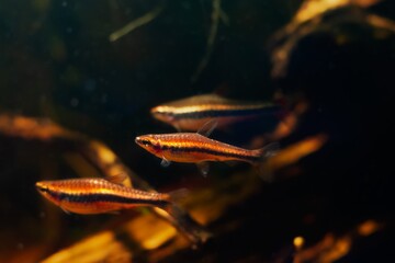 dwarf schooling species pencilfish, shoal swim in biotope design aquarium, neon colors in low light...