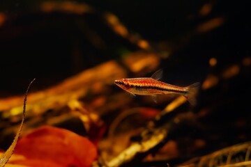 young pencilfish, popular schooling species in biotope design aquarium, neon glowing colors in low...