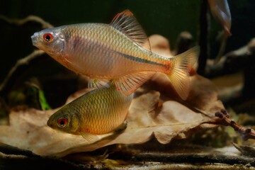 domesticated bitterling male in bright spawning coloration play at oak leaf litter on sand bottom,...