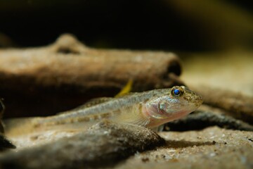 wild caught monkey goby lie on sand bottom and observe, freshwater domesticated fish, endemic of Southern Bug river, highly adaptable species in masking coloration, low light mood, blurred background