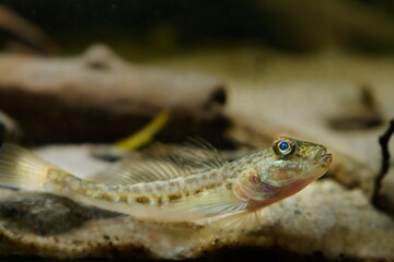 wild caught monkey goby relax on sand bottom, cute tiny freshwater domesticated fish, endemic of Southern Bug river, highly adaptable and dangerous species, low light mood, blurred background