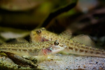 wild caught juvenile monkey goby on sand bottom, cute tiny freshwater domesticated fish of Southern...