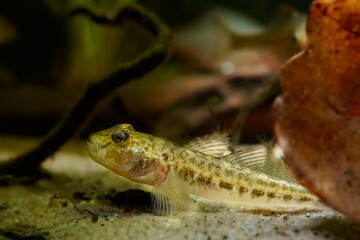 juvenile monkey goby on sand bottom behind oak leaf litter, cute tiny freshwater wild caught in...