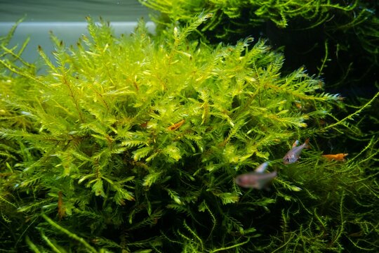 big bush of common water moss and aquatic plants in a beautiful freshwater ryoboku aquascape detail, Amano style planted aquadesign, vivid colors in bright LED light, professional aquarium care