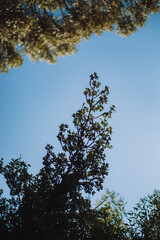 Hojas de arbusto con el cielo azul. 