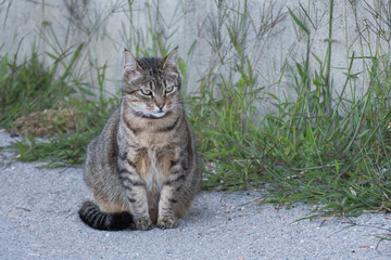 cat sitting on sand ground outdoors