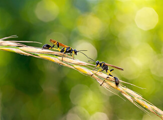 Naklejka premium A big ant is on a grass branch