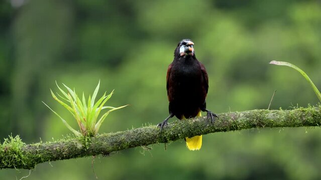 a montezuma oropendola bird perching on a branch at boca tapada in costa rica