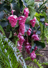 Medinilla Magnifica plant (Rose Grape) with pink flowers, evergreen shrub native to the Philippines. Photographed in the greenhouse at RHS Wisley garden, Surrey UK