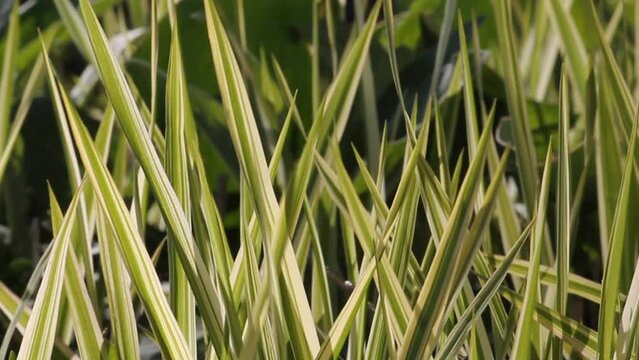 Variegated form of reed canary grass (Phalaris arundinacea) in garden