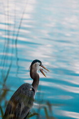 Great Blue Heron by the water in Florida 