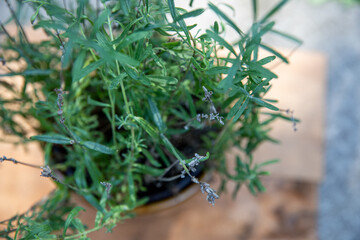 rosemary in a pot