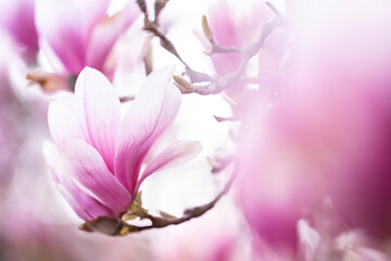 Różowe kwiaty magnolii  - obrazy, fototapety, plakaty