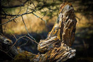 Fototapeta premium Old Stump Post Winter, Lots of Sun Light 