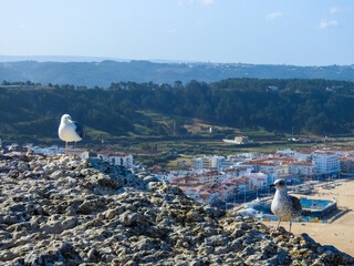 Yellow-legged Gull (Larus michahellis).  Beach landscape on a sunny day. Nazare, Portugal.