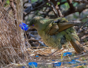 a female satin bowerbird bower holding a blue bottle cap at a bower in a forest
