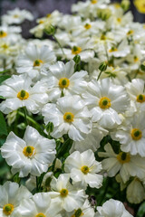 Butterfly ranunculus 'Graces' from the lux series, a white flower with yellow center