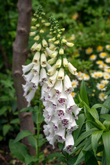 Digitalis purpurea 'Dalmatian White' a white foxglove flower with purple spots  © Paul Atkinson