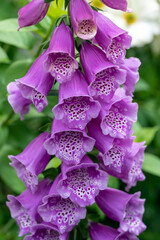Digitalis purpurea 'Dalmatian Purple' a purple flowered foxglove	