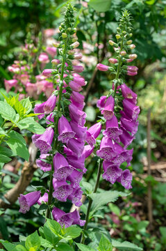 Digitalis purpurea 'Dalmatian Purple' a purple flowered foxglove	
