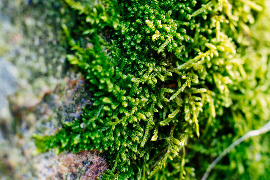 A flattened and shiny moss, Entodon cladorrhizans, on a moist boulder at the Belding Wildlife Management Area in Vernon, Connecticut.