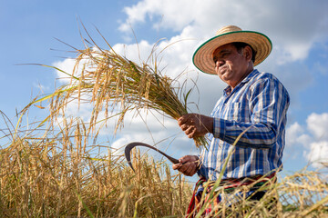 Elderly farmer wearing a shirt and wicker hat, harvesting rice in a field. Thai farmers