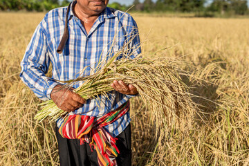 Cropped image of elderly man farmer holding rice plant in rice field. Farmer harvest of the rice...