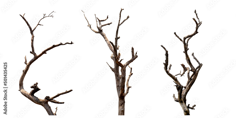Wall mural set of dead tree with clipping path isolated on white background.