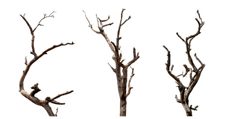 Set of dead tree with clipping path isolated on white background.