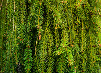 fresh spruce needles with small cones close photo