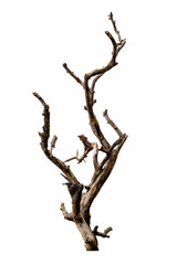 Branch of dead tree with clipping path isolated on white background.