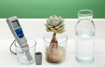pH meter in glass of water, and plant with roots seen bottle on a white background. Measurement of...