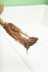 plant roots, white and green background