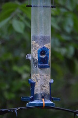 Song Birds of Georgia