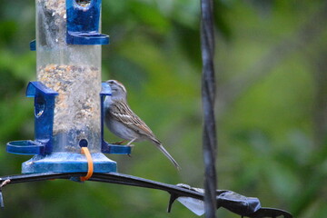 Song Birds of Georgia