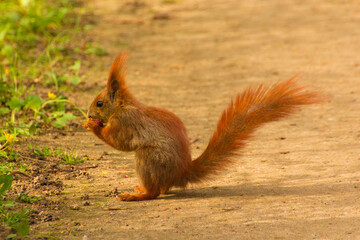 Naklejka na ściany i meble red squirrel sits on the sand in the park and eats a walnut