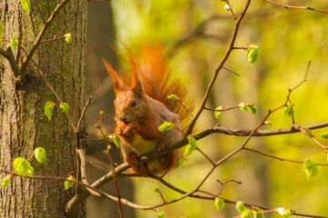 a red squirrel sits on a tree and eats a nut