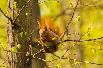 a red squirrel sits on a tree and eats a nut